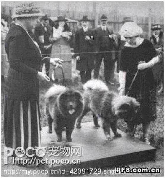 100年前在英國的鬆獅犬.jpg