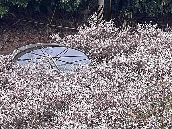 1 20250118外坪頂蔡家梅園_65.JPG