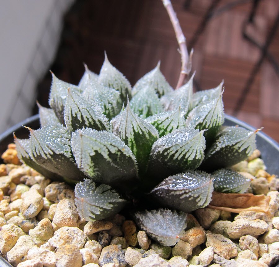 20160227_1.JPG