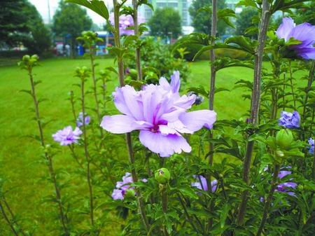 木槿 枝花