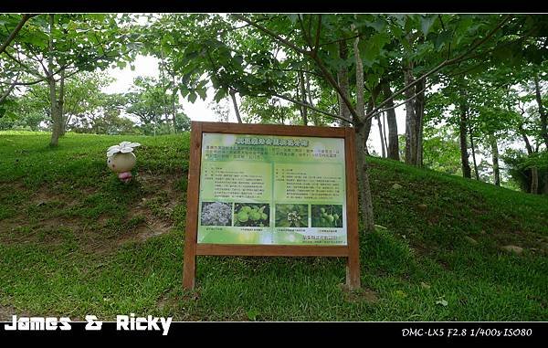 桐花公園1