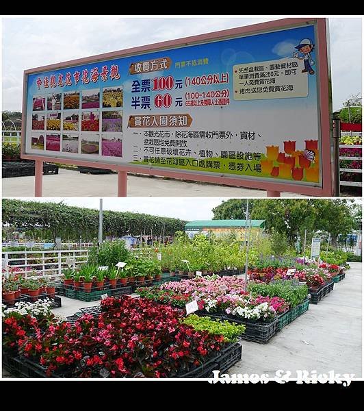 中社花市2.jpg
