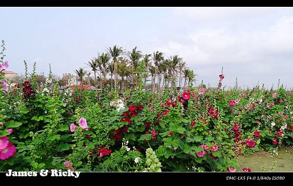 學甲蜀葵花1.jpg