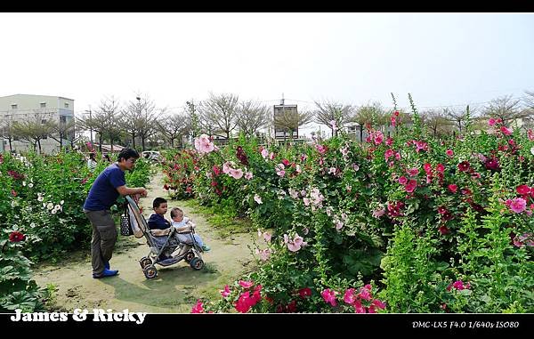 學甲蜀葵花2.jpg