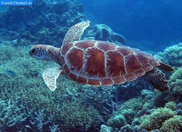 great-barrier-reef-turtle.jpg