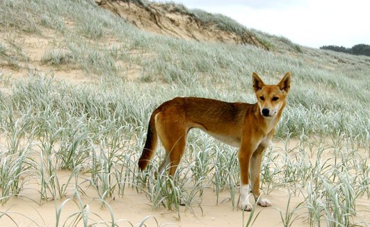 fraser-island-in-brief-dingo.jpg