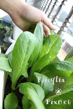 蘿蔓生菜
