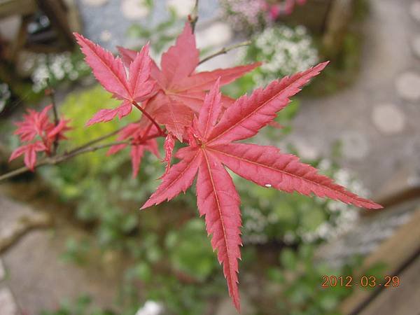 DSCN7778_6566