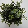 綠色盆栽-(人造)