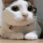 貓搖頭.gif