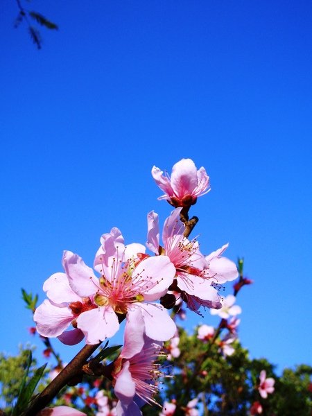 櫻花嗎