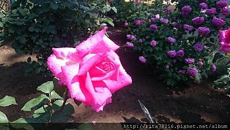 DSC_0384.JPG