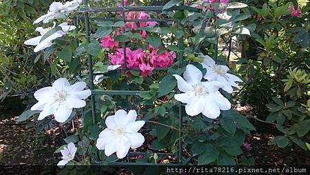 DSC_0410.JPG