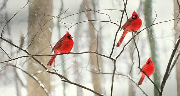 Male Northern Cardinals in the snow Robert Shaw Alamy