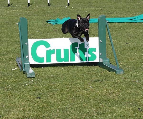 Crufts_agility