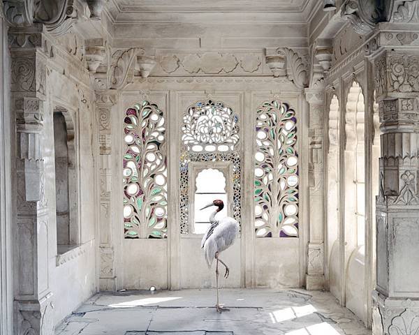 karen-knorr-photography-animals-chicquero-a-place-like-amravati-udaipur-city-palace-udaipur