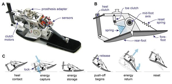 umich-artifical-foot4.jpg