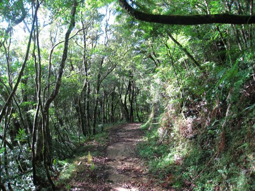 4.無痕山林˙Leave no trace(下)_看到步道上的積水千萬別繞過去，就堂堂正正的走過去吧！.jpg
