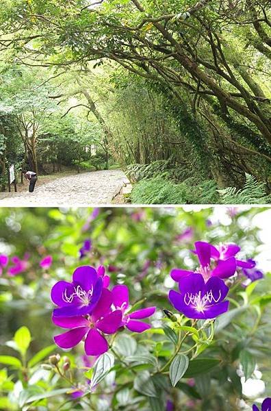 9.帶母親去旅行(下)－陽明山遊玩踏青好輕鬆_隨處一望都見得到桃紅柳綠，煞是熱鬧~小編都想吟首詩應應景，很久沒這麼舒暢囉！