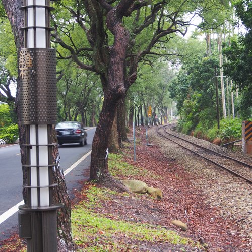 2.老編南投懷舊賞梅溫泉之旅(上)_還可以和火車來場比賽