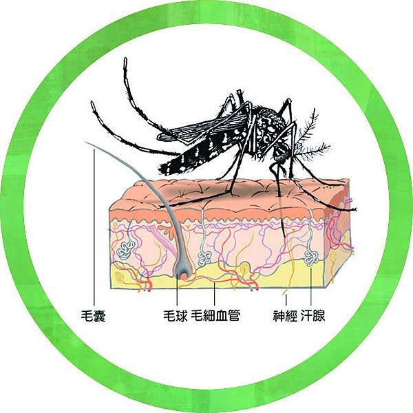 2. Liquid Net 蚊子吸血解說圖.jpg