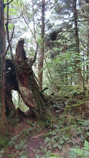 Image00242b.jpg