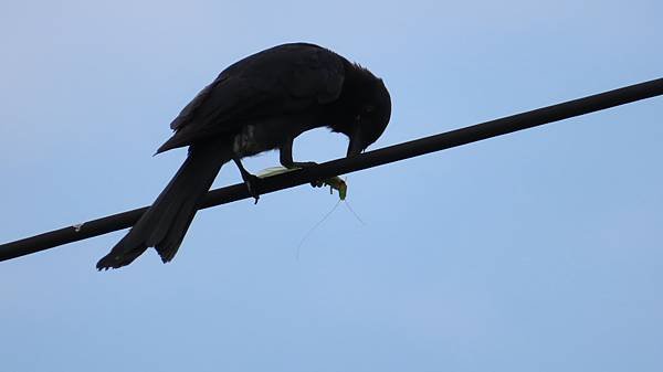 IMG_0529.JPG