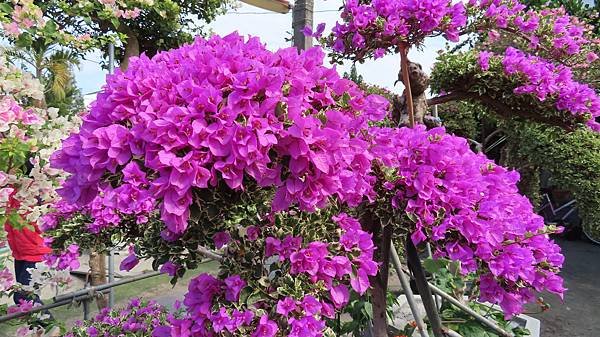 Image00018b.jpg