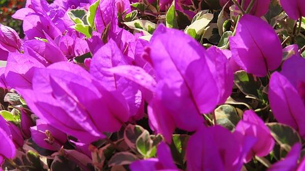 Image00049b.jpg