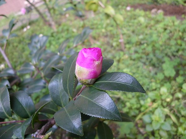 IMGP3231.JPG