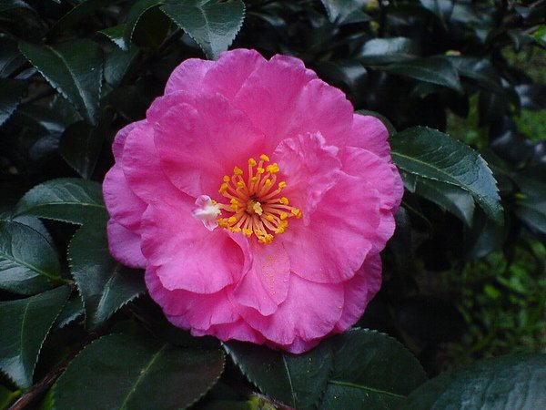 DSC01247.JPG