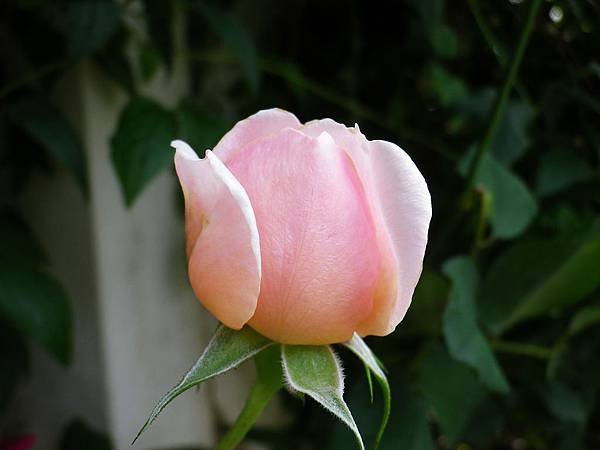 IMGP5063.JPG