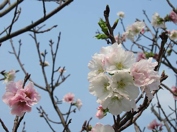 IMG_0175.JPG