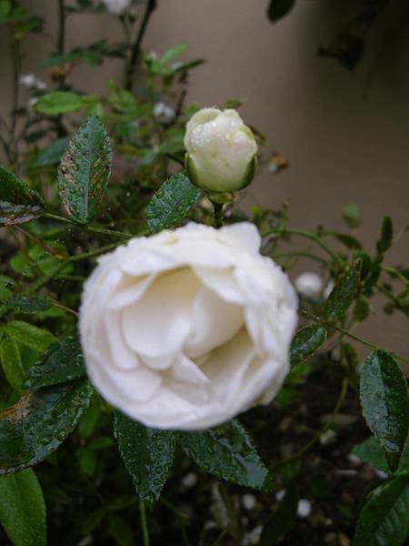 IMGP6522.JPG