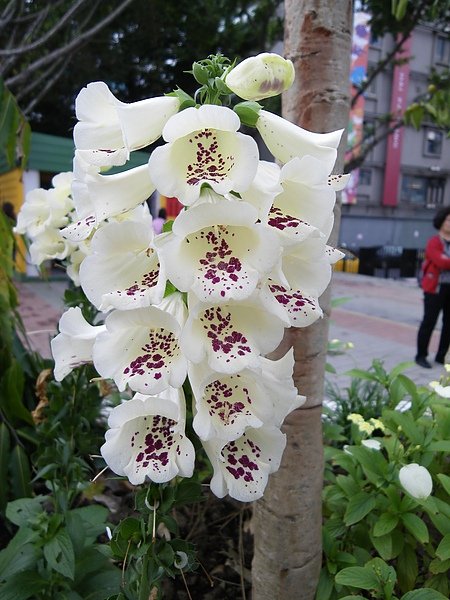 IMGP1810.JPG