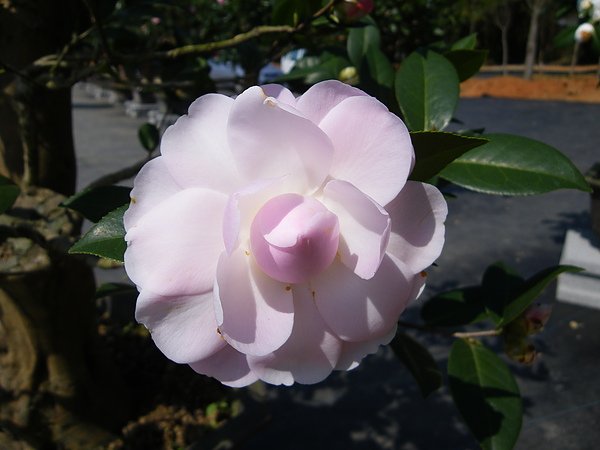 IMGP4138.JPG