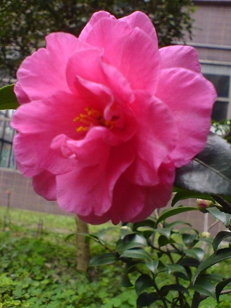 DSC01268.JPG