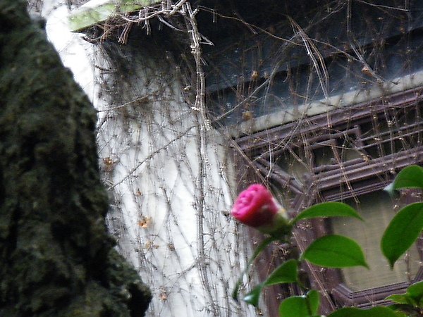 IMGP2929.JPG