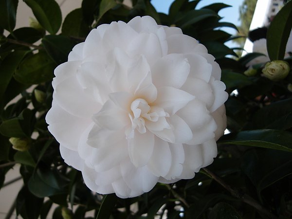 IMGP4046.JPG