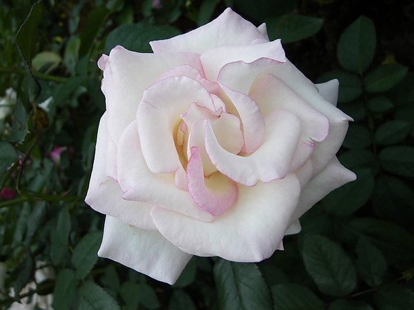 IMGP1804.JPG