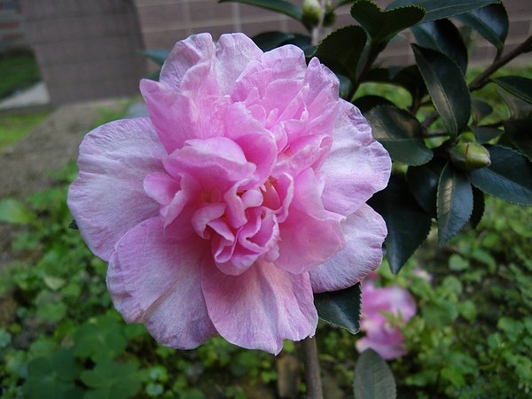 IMGP3233.JPG