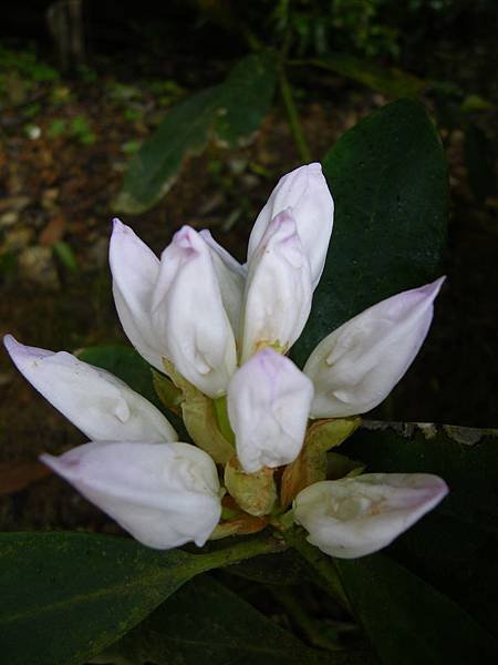 IMGP6519.JPG