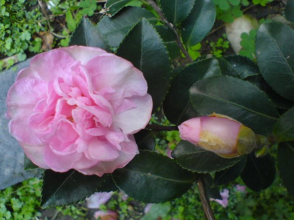 DSC01376.JPG