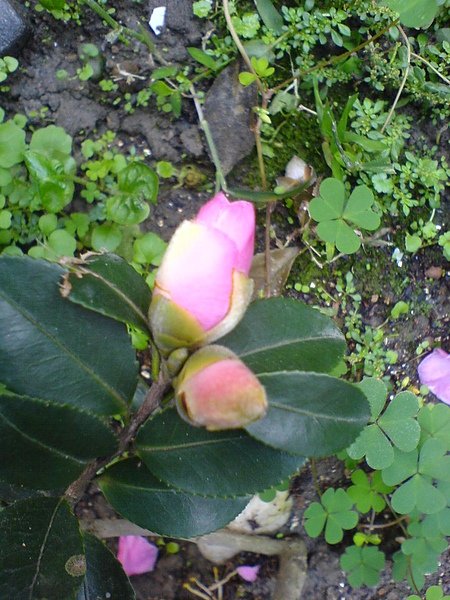 DSC01243.JPG
