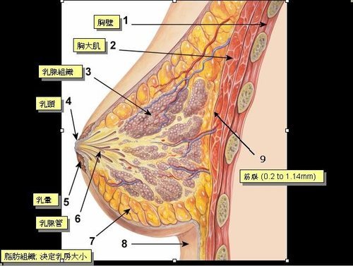 breast anatomy.jpg