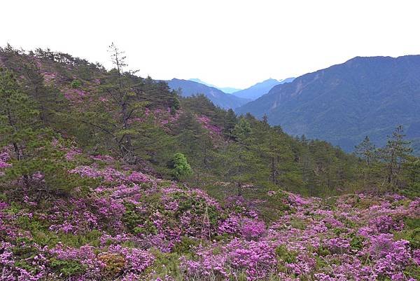 P1960418.JPG