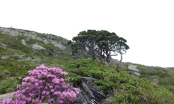 P1960550.JPG