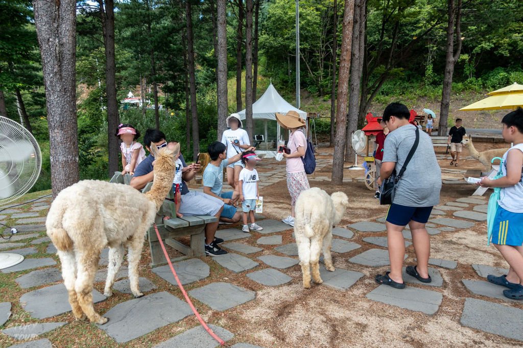 14.洪川.羊駝世界牧場.by_TwoStoryTour.jpg