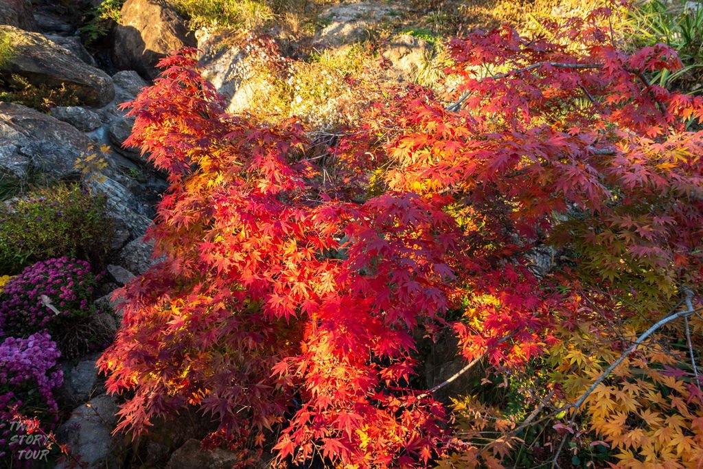 TwoStoryTour_和談樹林_20181102_033.jpg