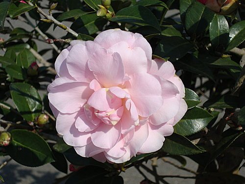 明月居 9.jpg